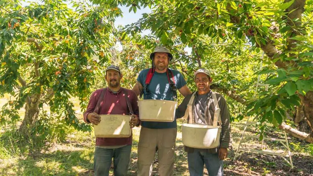 Chris with his new friends cherry picking.