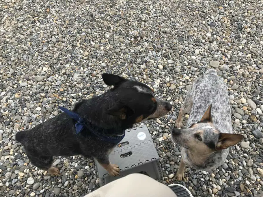 Everest and her friend Huck on the beach. 