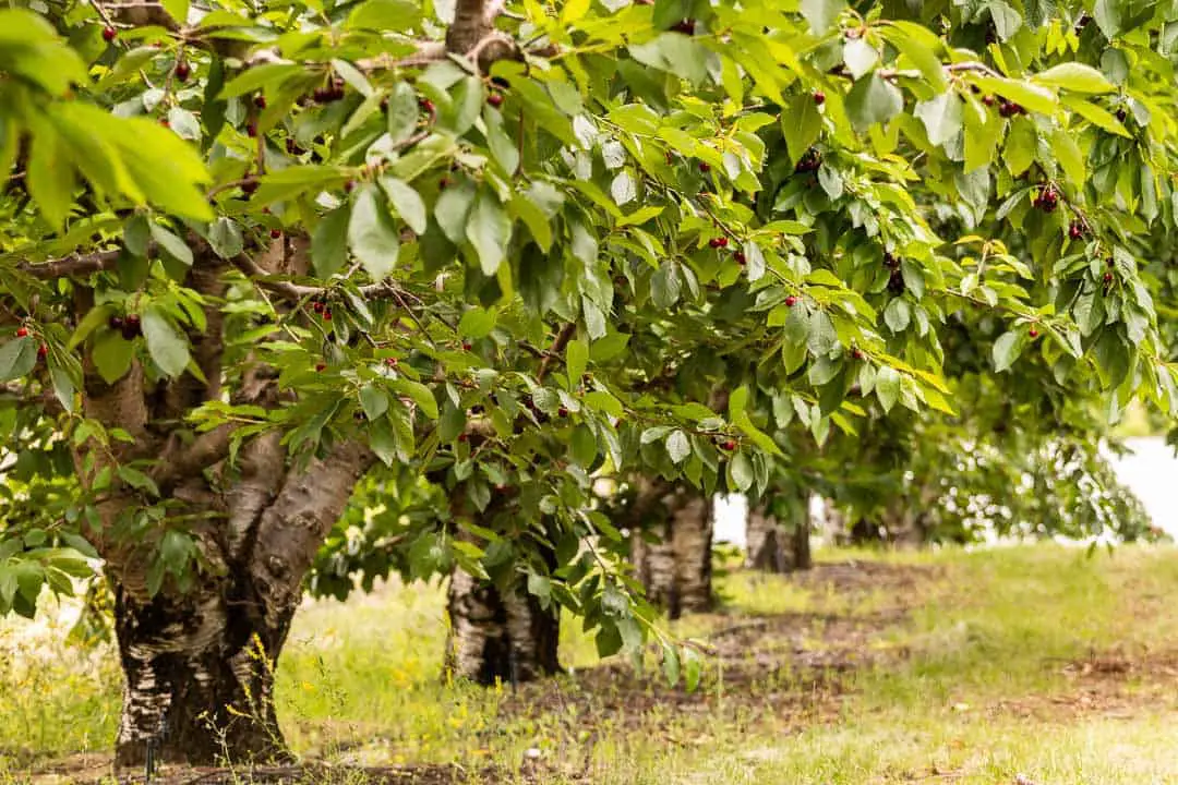 A row of cherry trees with ripe, deep red cherries ready to be harvested.