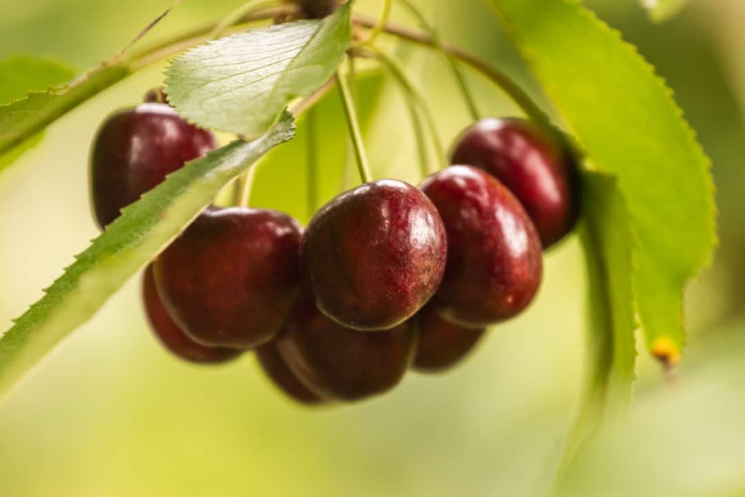 Deep red cherries ripe for harvesting.