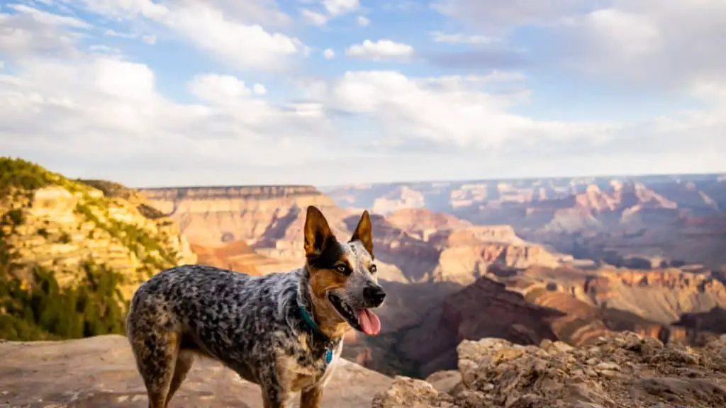 Everest posing at the Grand Canyon