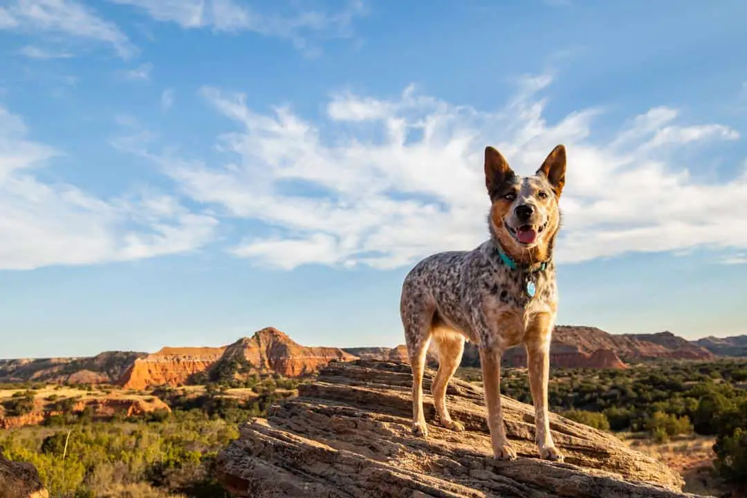 Dog posing on top of a rock in Palo Duro canyon