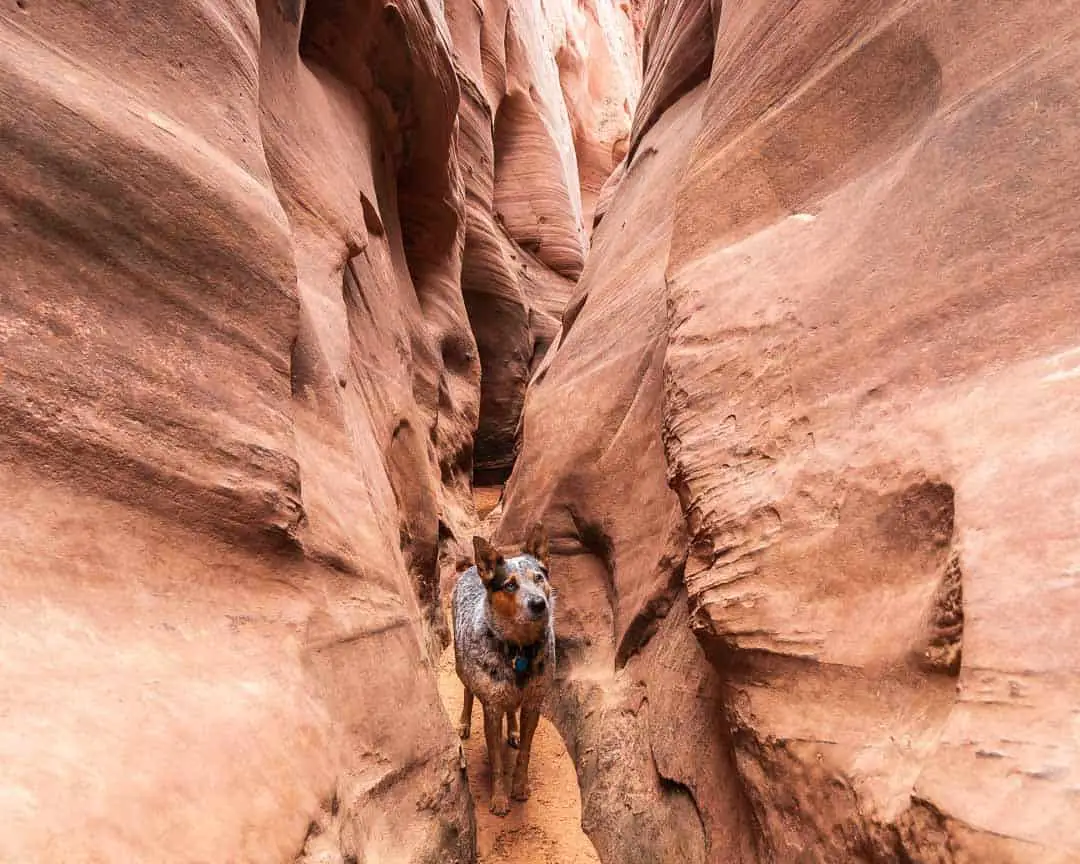 Everest exploring the canyon