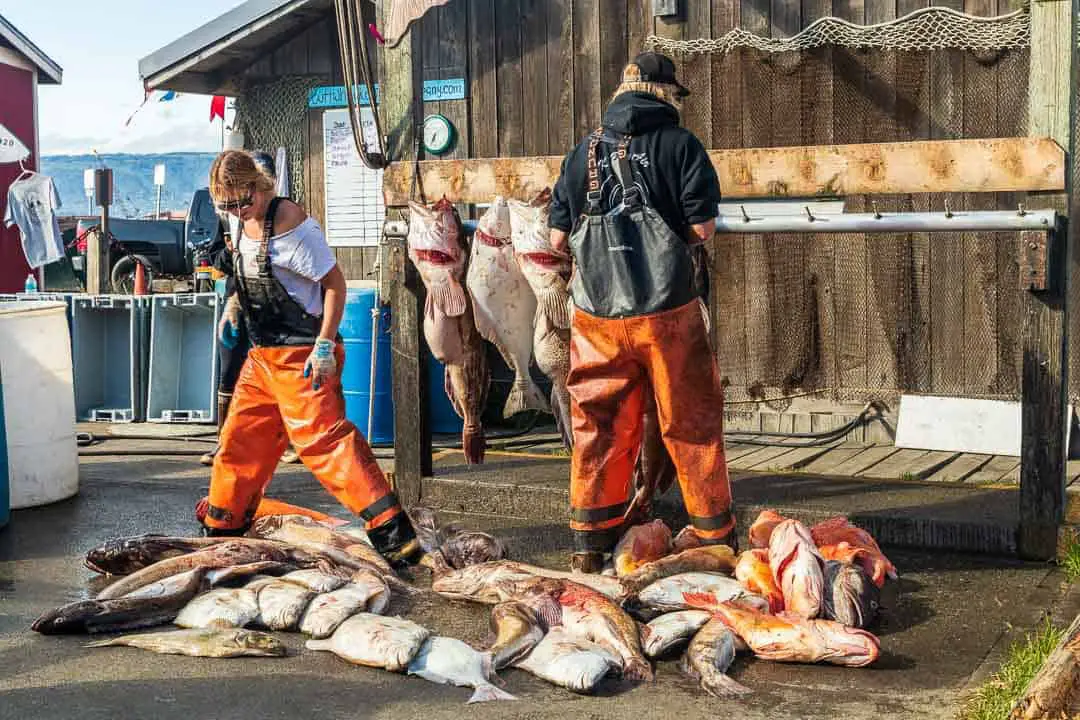 Halibut and other fish being cleaned by fishermen