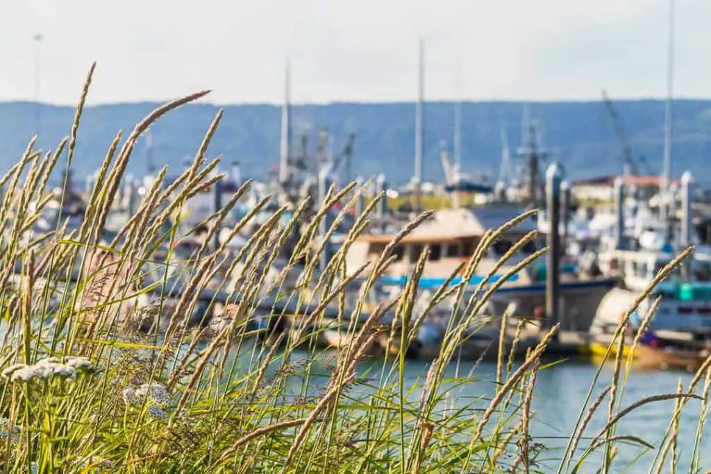 Views of the harbor in Homer