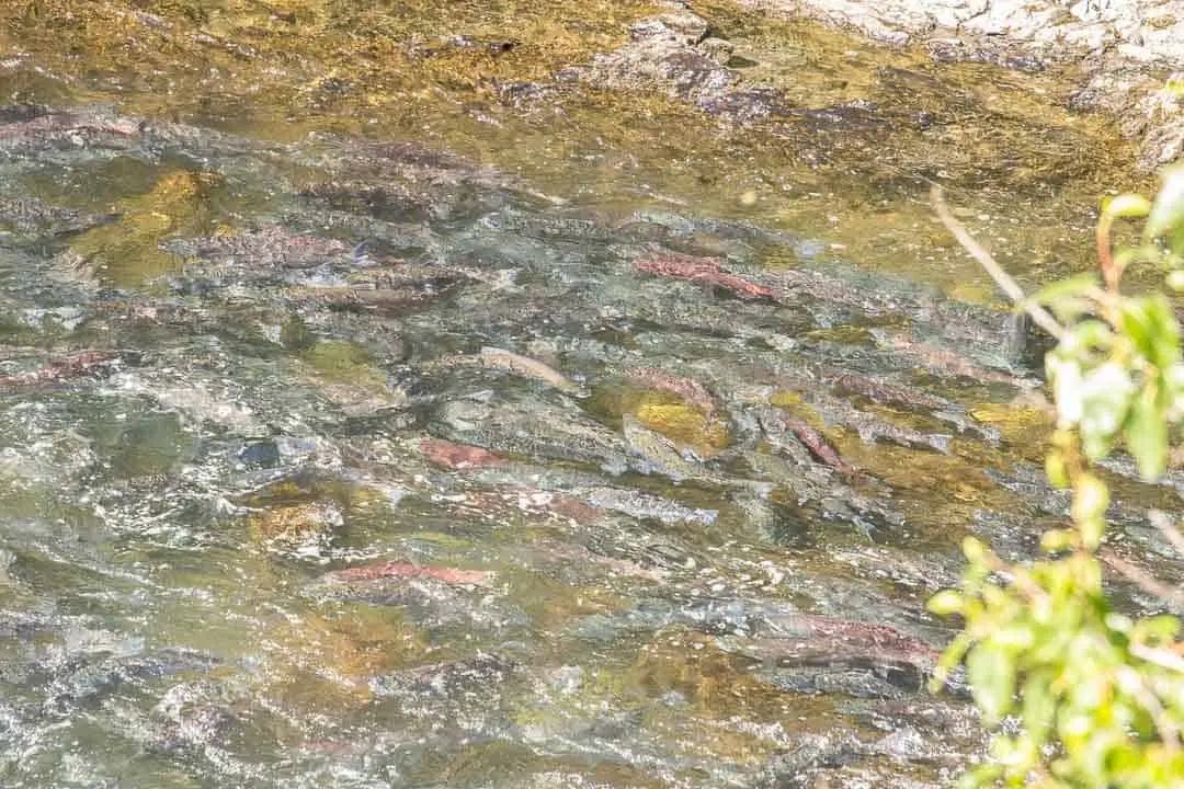 Salmon swimming upstream in a river