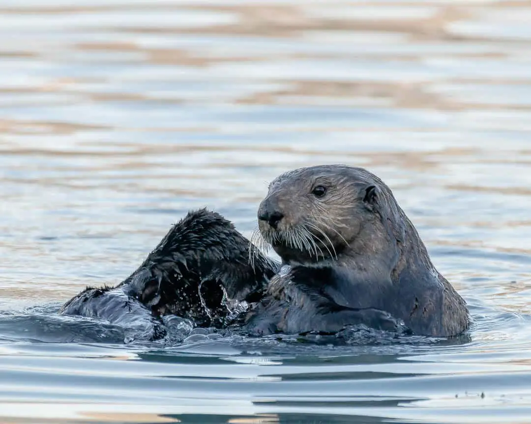 Two sea otters play in the harbor in Seward Alaska