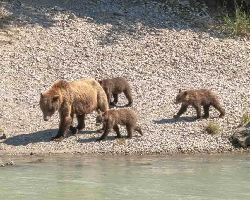 Grizzly bears in Haines, Alaska