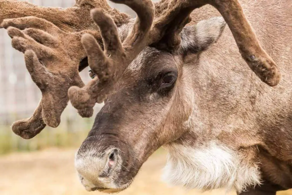 Reindeer at the Williams Reindeer Farm in Palmer, AK