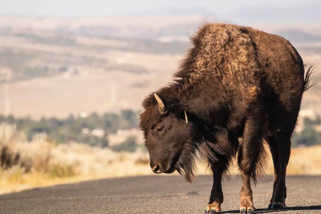 Buffalo on a road looking at camera