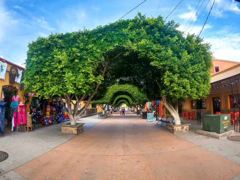 Old Tree Lined Cobble Stone Street in Downtown Loreto