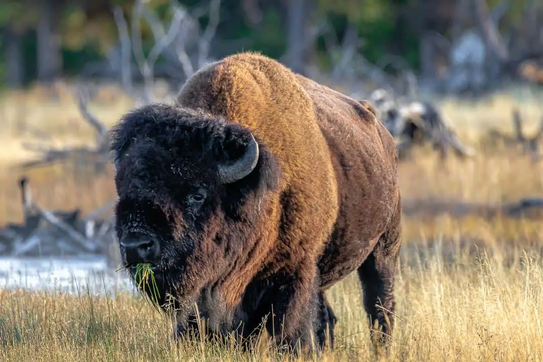 one day trip to yellowstone