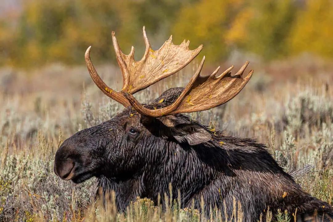 Bull Moose waking up from a nap
