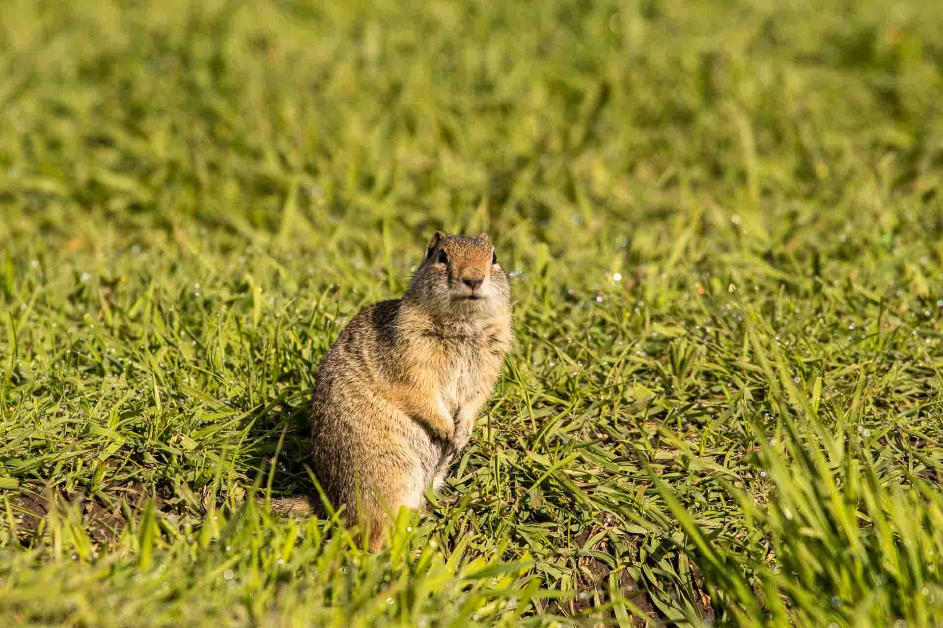Ground squirrel checking out its surroundings