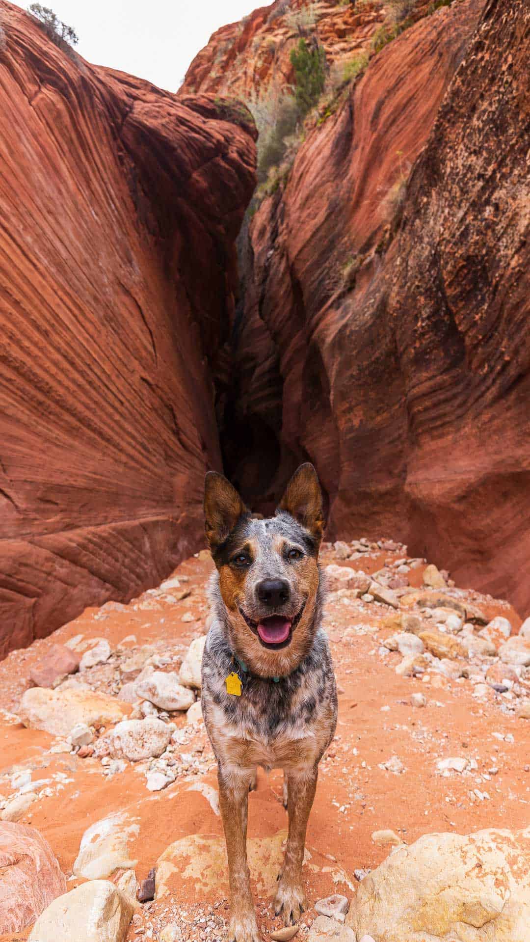 Dog in front of Wire Pass in Utah