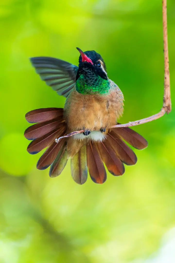 Hummingbird at campsite in Mulege Don Chanos RV Park